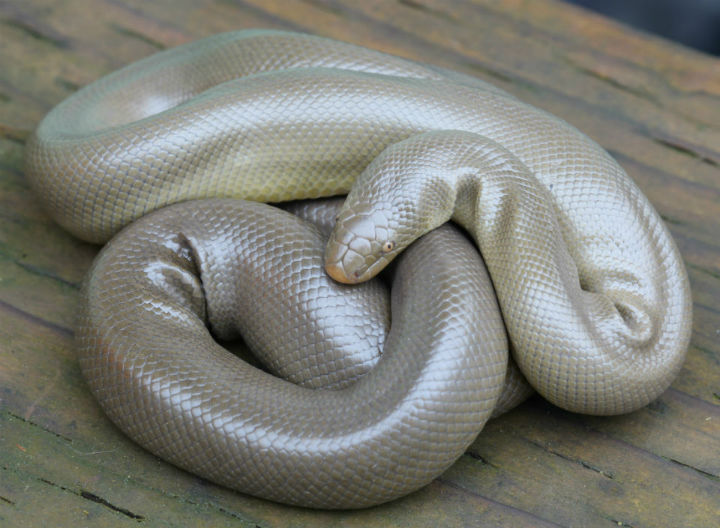 Rubber Boa